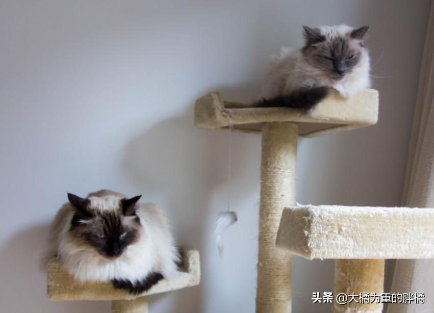 猫爬架危险,猫咪从猫爬架摔下来有事吗