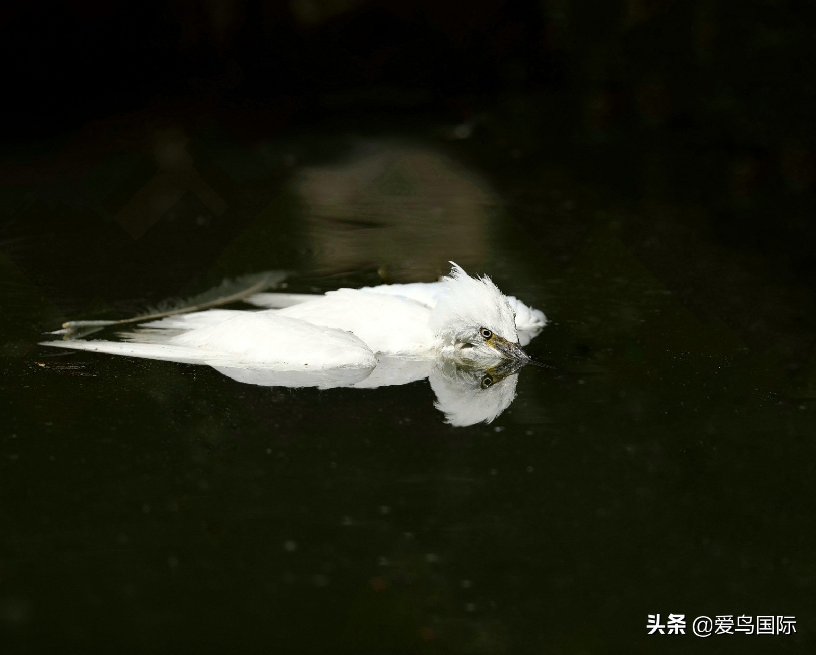 鸟类欣赏,鸟类观鸟图片