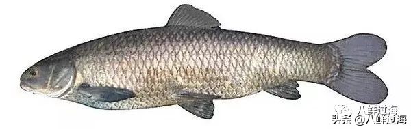 青花鱼跟鲐鲅鱼,青花鱼和鲐鲅鱼的区别