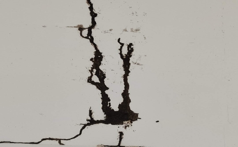 灭白蚁一定要找到蚁后吗,灭白蚁为何要擒蚁后