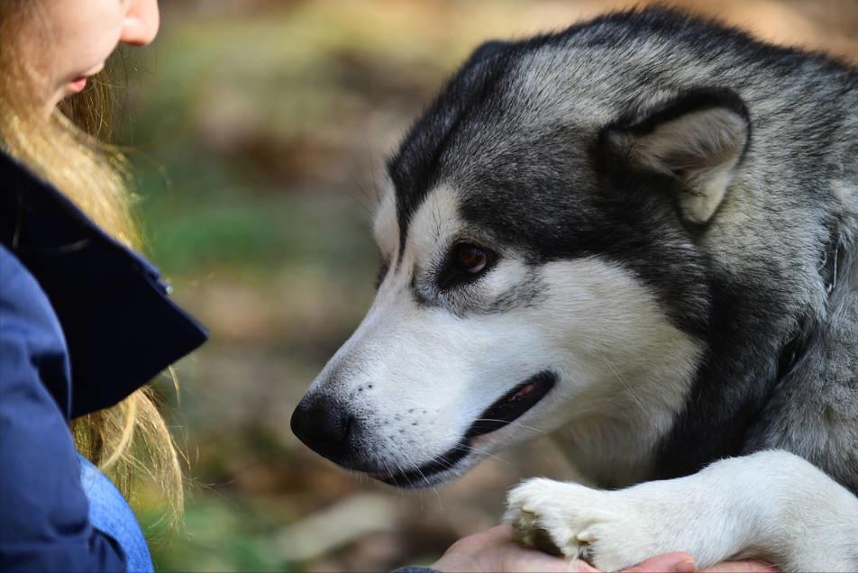 最正确的哈士奇饲养方法,哈士奇怎样正确饲养