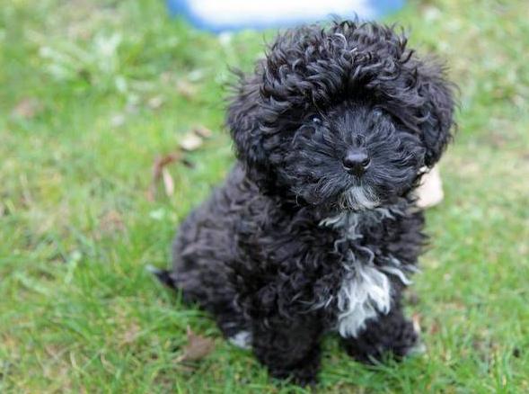 养泰迪不能吃的五大禁忌,养泰迪不给吃狗粮