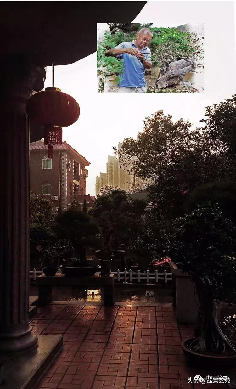 陈文图榕树欣赏,陈文图盆景