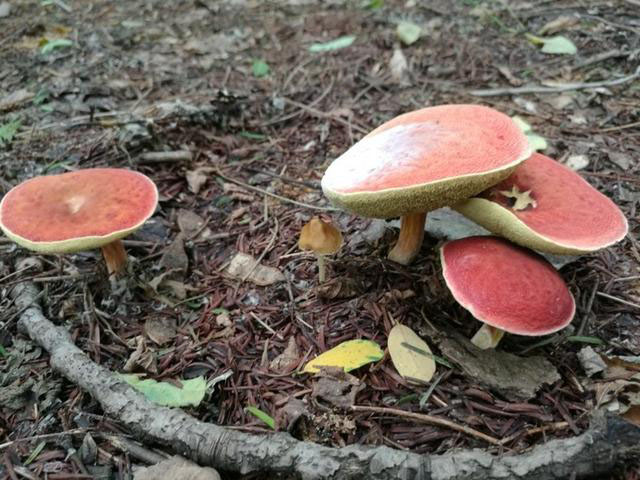 开封自驾日照途中好玩的地方 (开封附近一日游自驾游推荐)