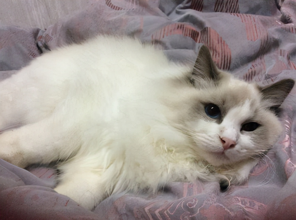 养猫日记小猫,养猫日常母猫