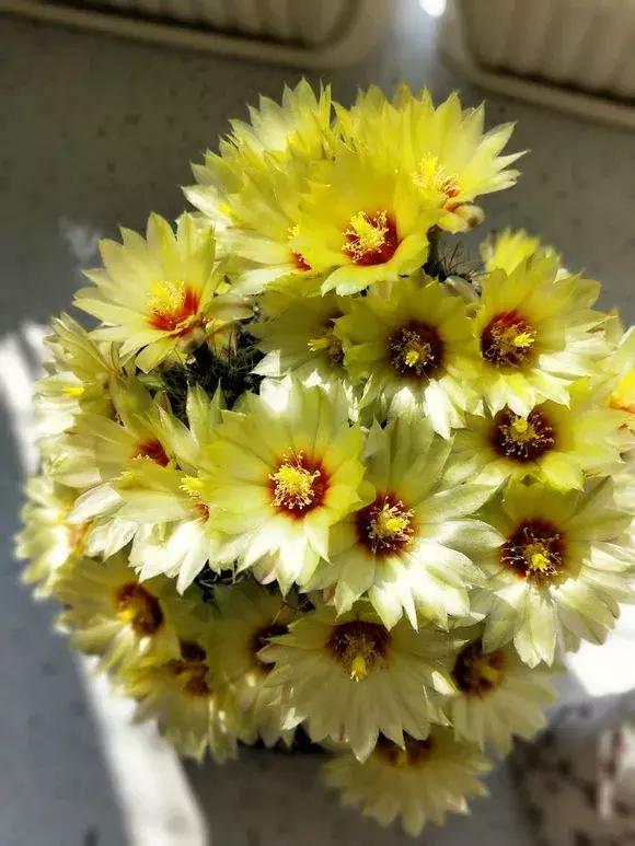 会开花的仙人球有几种,仙人球开花机器有哪些