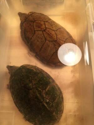 野生乌龟怎么家养,野生乌龟怎么养的