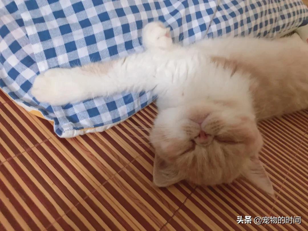 新手养成年猫咪的基础知识,养猫咪新手入门必备知识100个