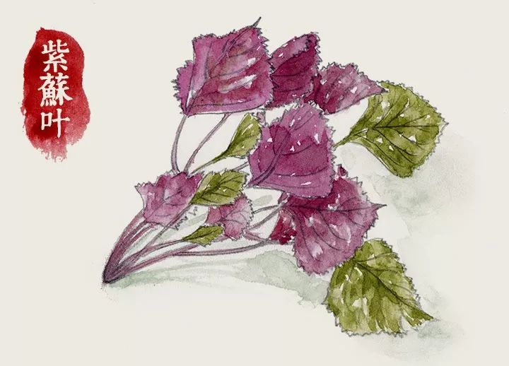 阳台种紫苏叶子什么时候变紫,紫苏怎么种才能出得快