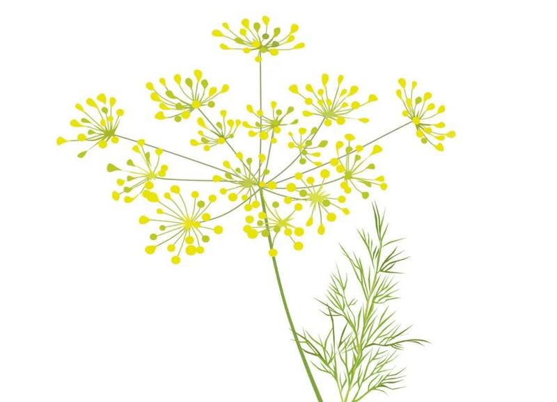 【民勤茴香梦里回乡】茴香