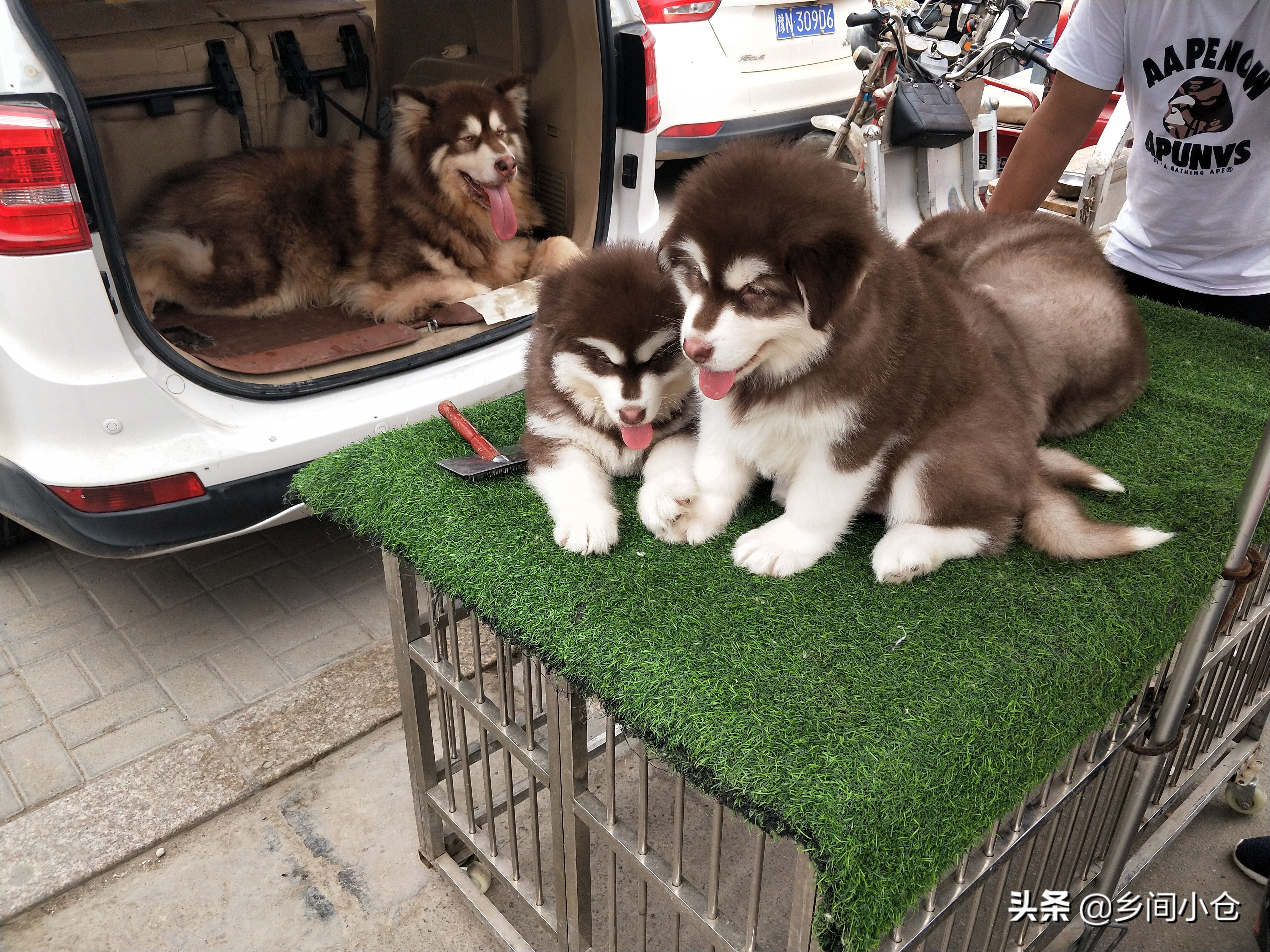 小妹子逛狗市遇到没见过的品种,大型狗市都有什么品种