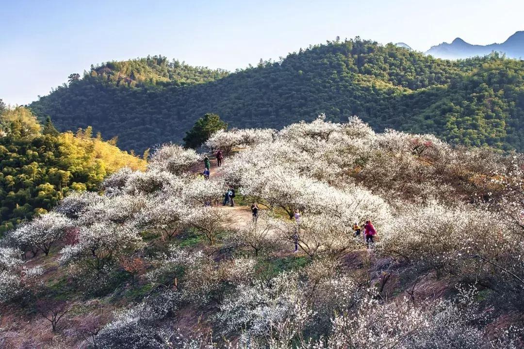 香雪海什么时候开放,香雪海惊艳了多少人