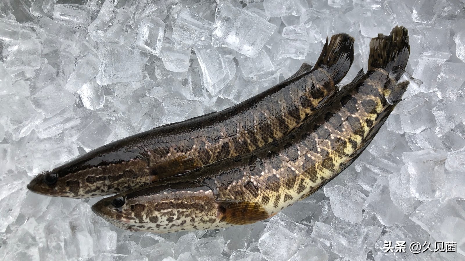 黑鱼有多凶残,中国巨型黑鱼有多大