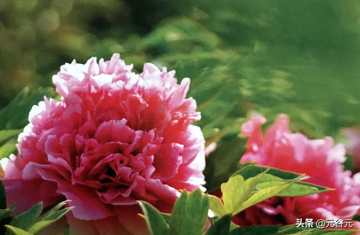 谷雨三朝看牡丹全文,谷雨三朝看牡丹故事