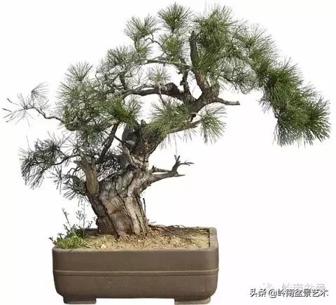 黑松嫁接的千寿松盆景的养殖方法,一棵黑松小苗怎样培养成苍老盆景