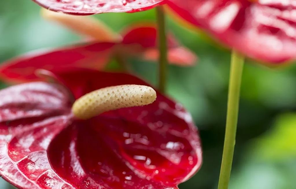 过年家里必摆的九道菜,过年家里摆的喜庆的物件