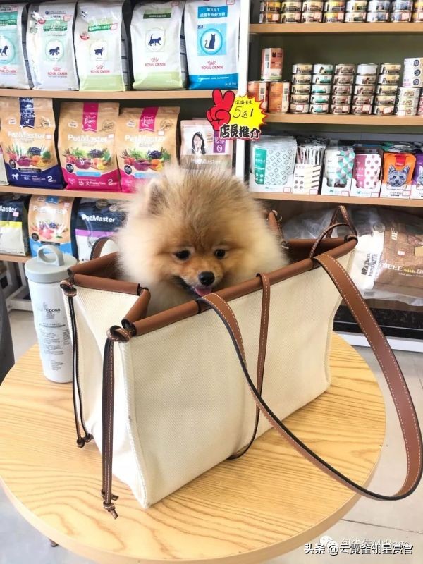 超好看的宠物包,好看又大的宠物包