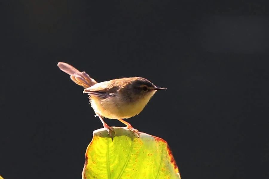 【惨痛】泸州小伙尿道里取出4个异物