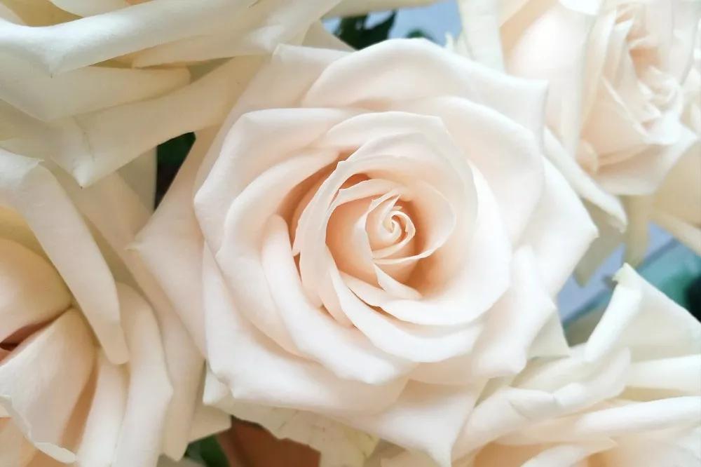 一篇文章带你认识三亚40种花,鲜花图鉴一次性认识30种玫瑰花