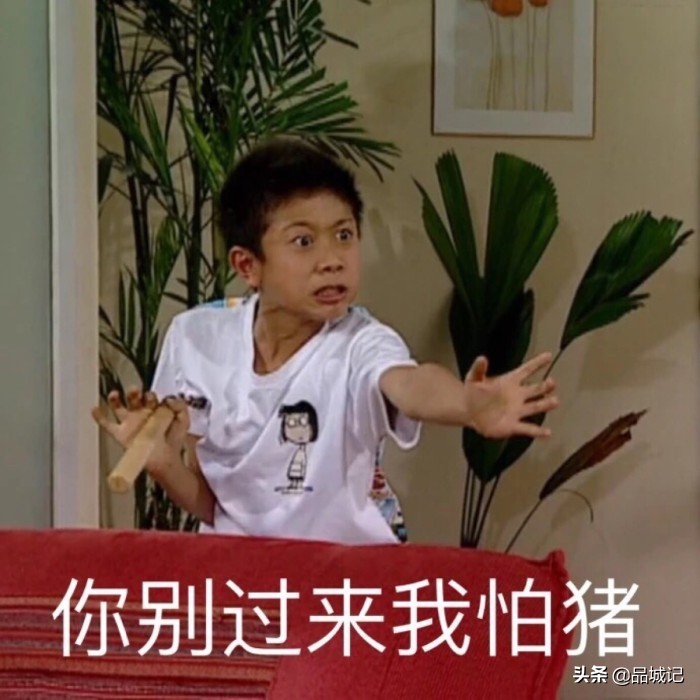 超有鸡味的阳山鸡,广东阳山鸡口感如何