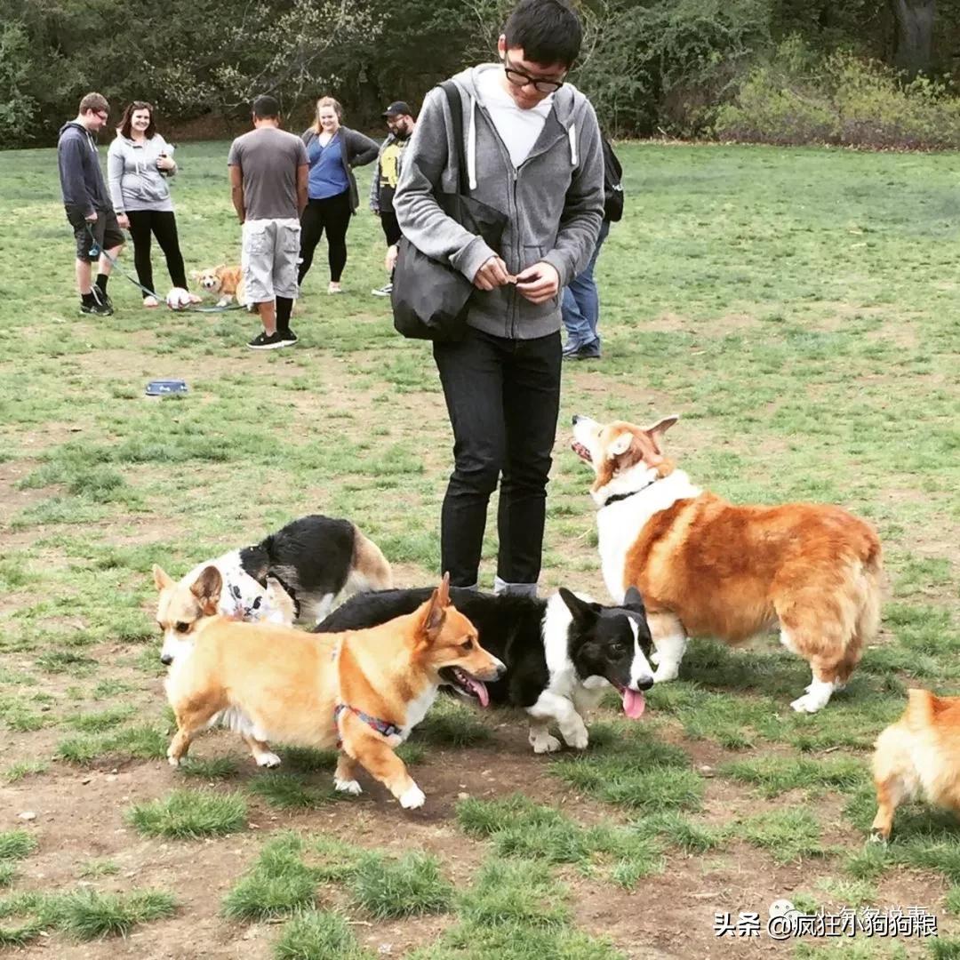 柯基能不能长成跟金毛一样大,柯基巨型犬
