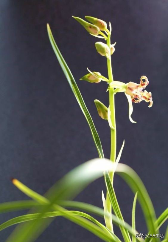 蕙兰兰花品种排名,蕙兰花精品品种