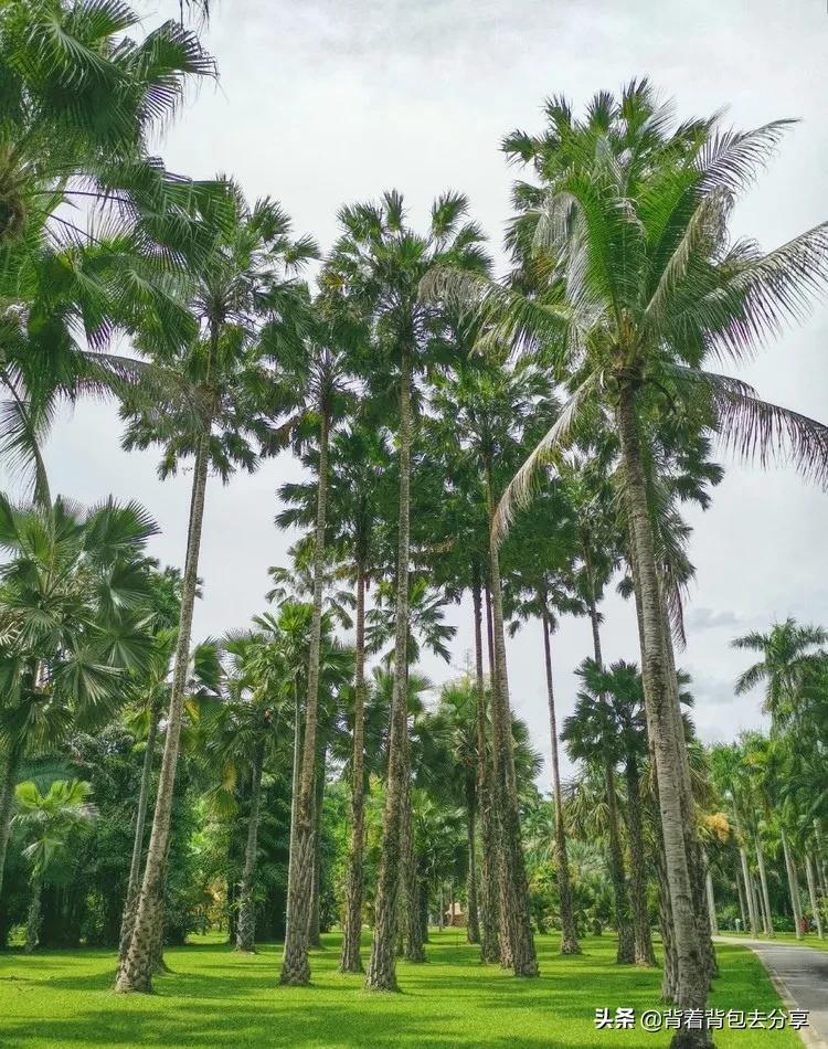云南旅游攻略必玩的景点详解,云南旅游攻略云南必去4大景点