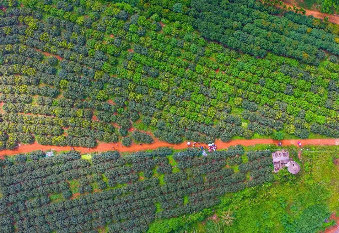 中国哪里的荔枝最甜,全国荔枝最好吃的地方