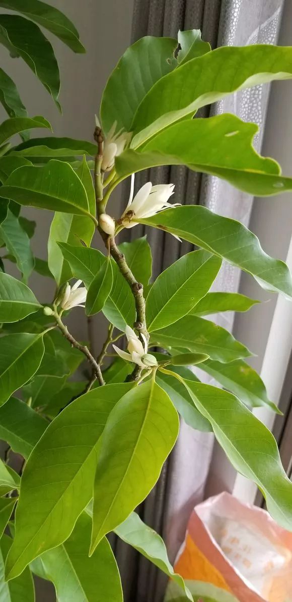 4种花超级好养,4种花超好养的