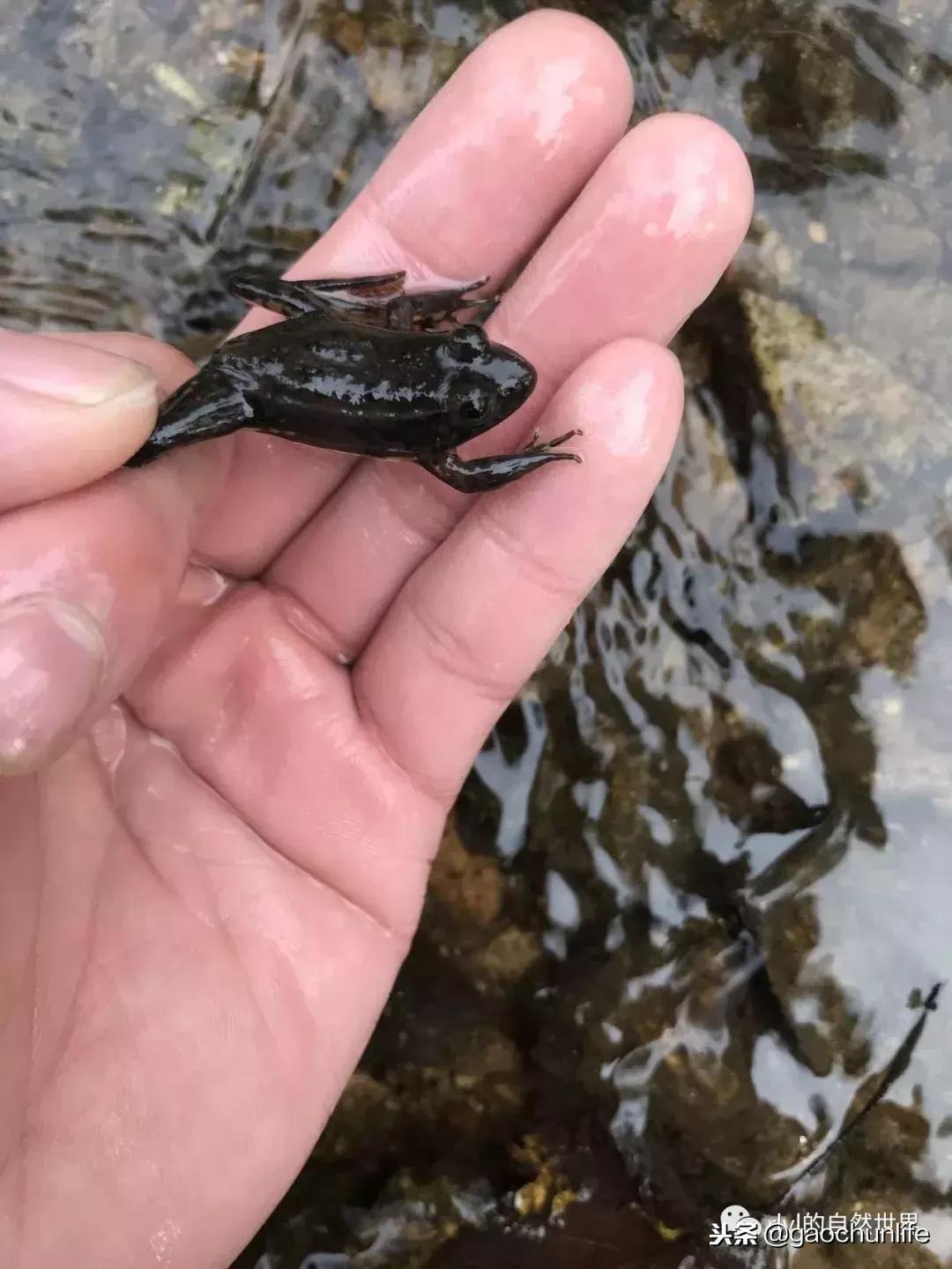 大草龟和小草龟谁好养,变异草龟和草龟的区别