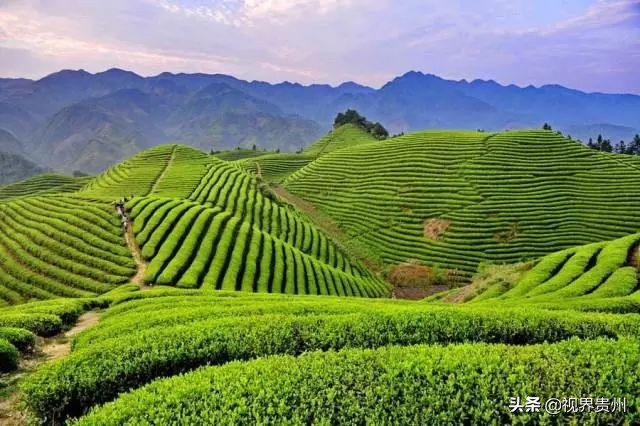 贵州茶海的春天有多美,贵州最美茶海