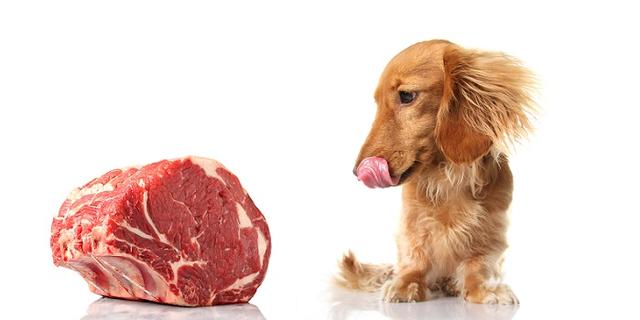 狗的七大禁忌食物,狗的十大禁忌食物一览表