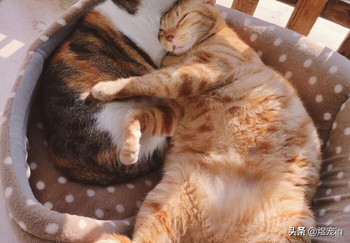 猫咪天冷不睡猫窝,猫咪不睡自己窝怎么办