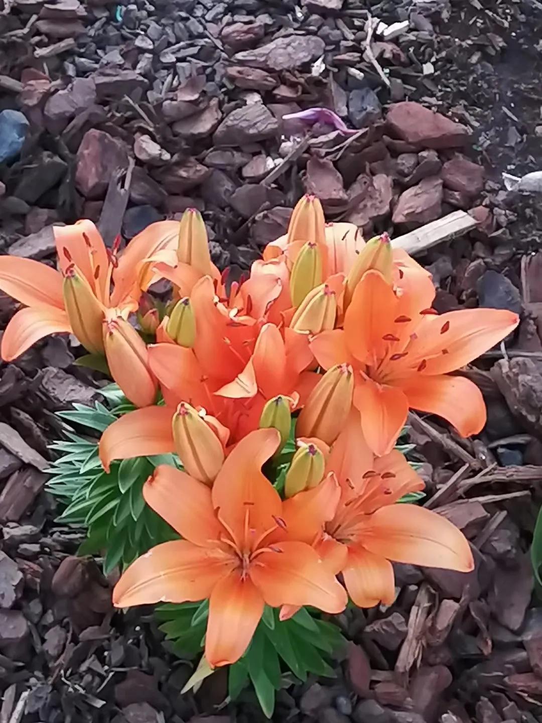 记忆中的旅行之新西兰（北岛）