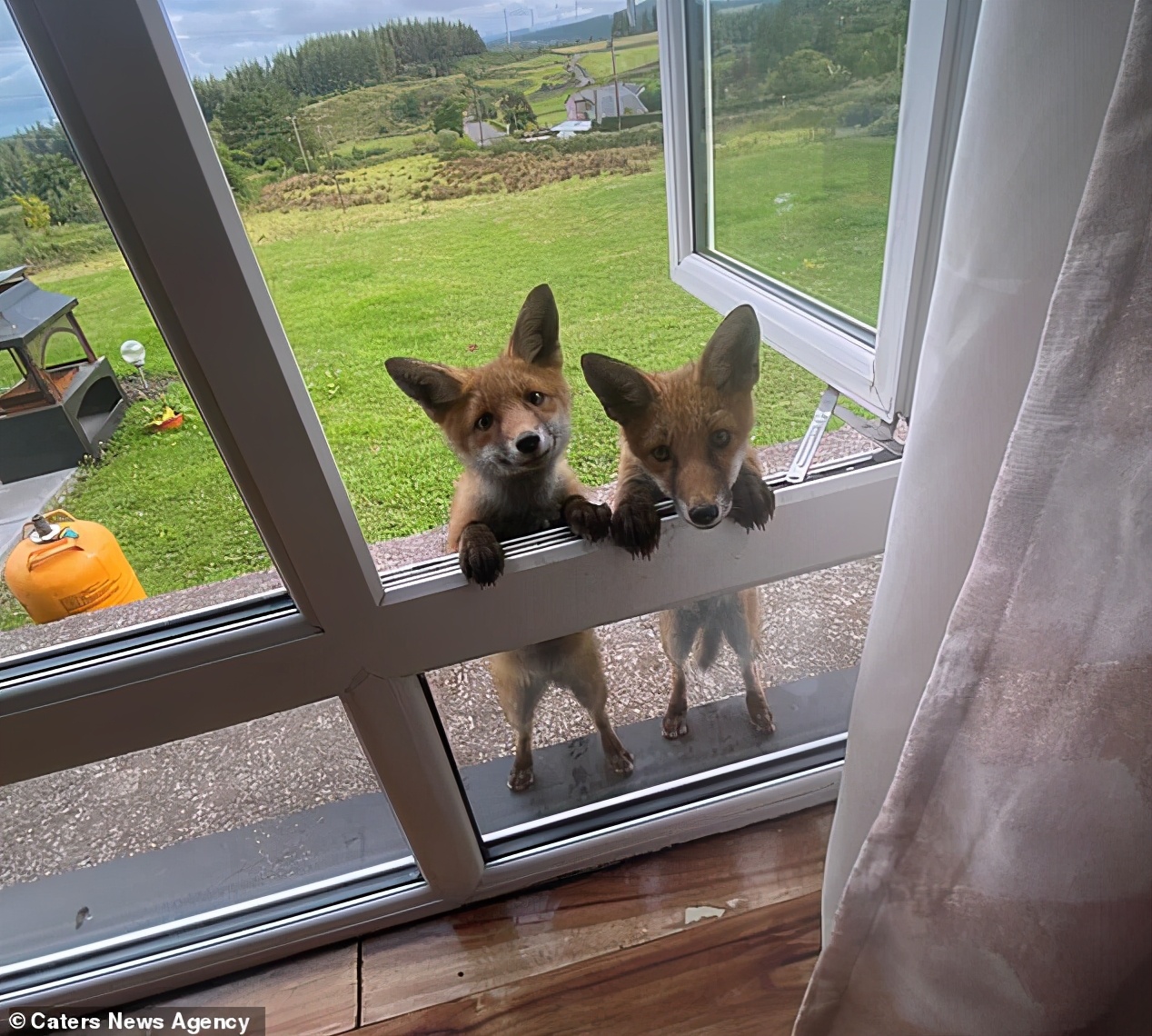 一只狐狸被收养,狐狸和狗能够繁育后代吗