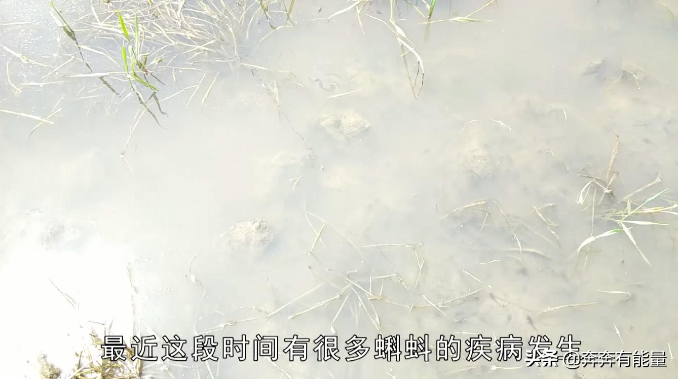 池子水浑浊,15天了蝌蚪还长不大,谁在捣乱?青蛙到了养殖关键期