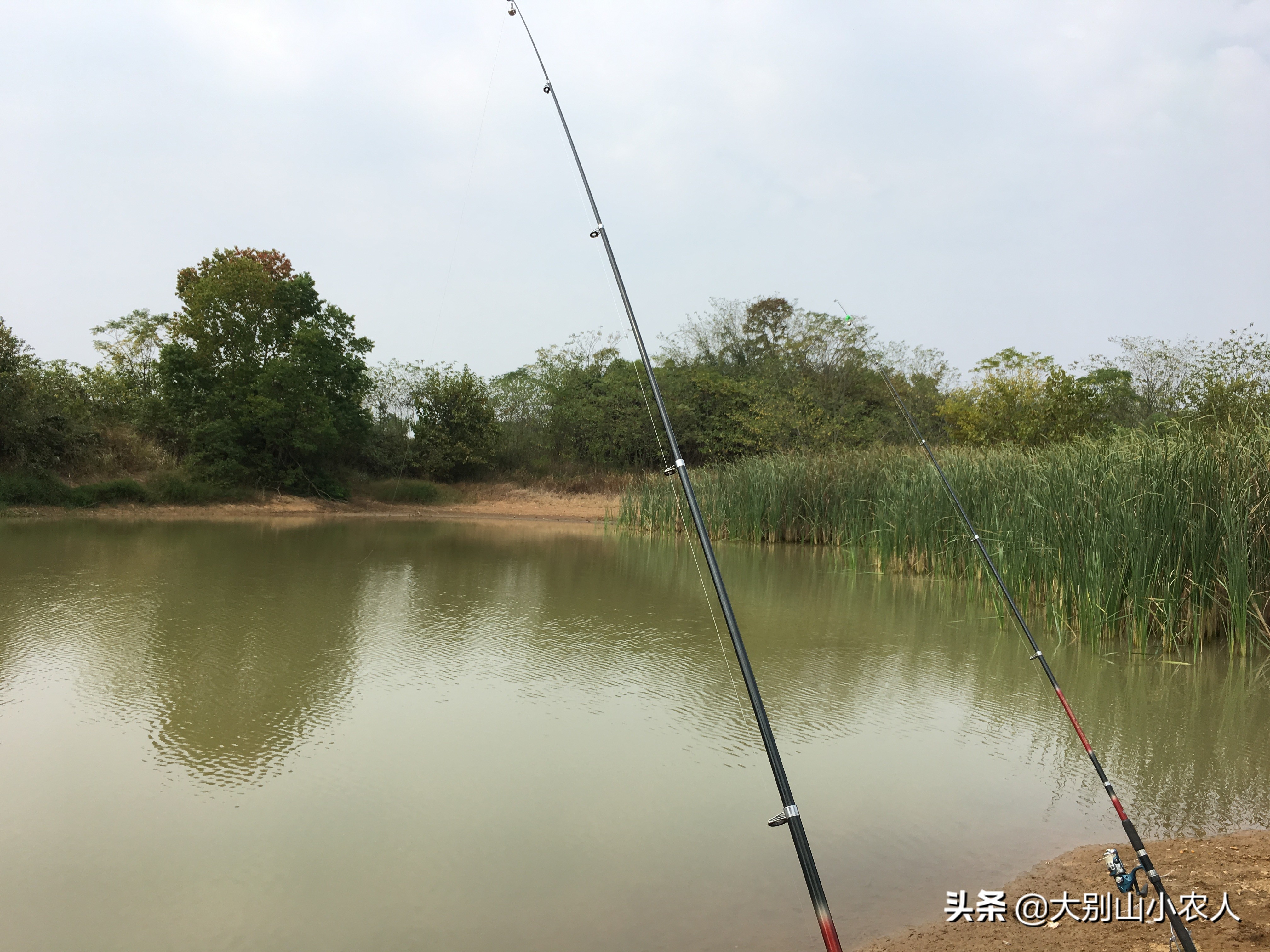 冬季海竿串钩钓鲫鱼绝招,秋冬季节海竿串钩钓大板鲫
