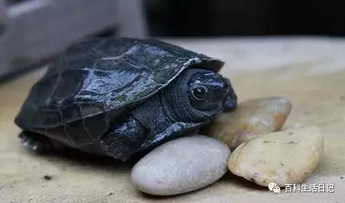 乌龟过冬吸水树脂加水要多长时间,乌龟冬季怎么养才能活得久