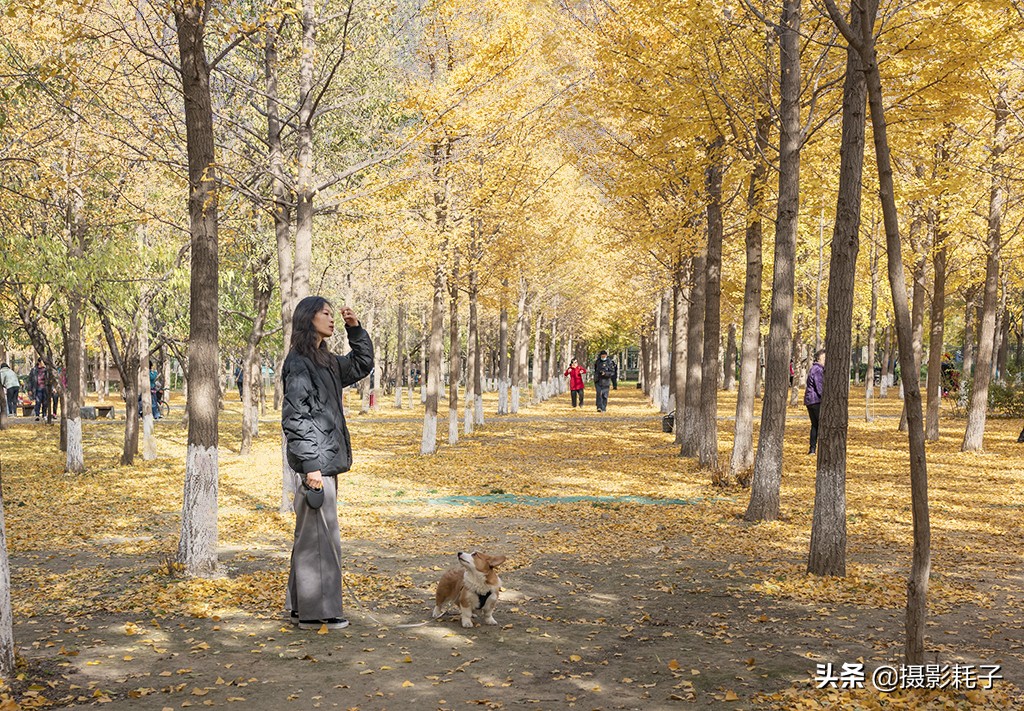 北京看银杏树林最好的地方,丰台区银杏林地址