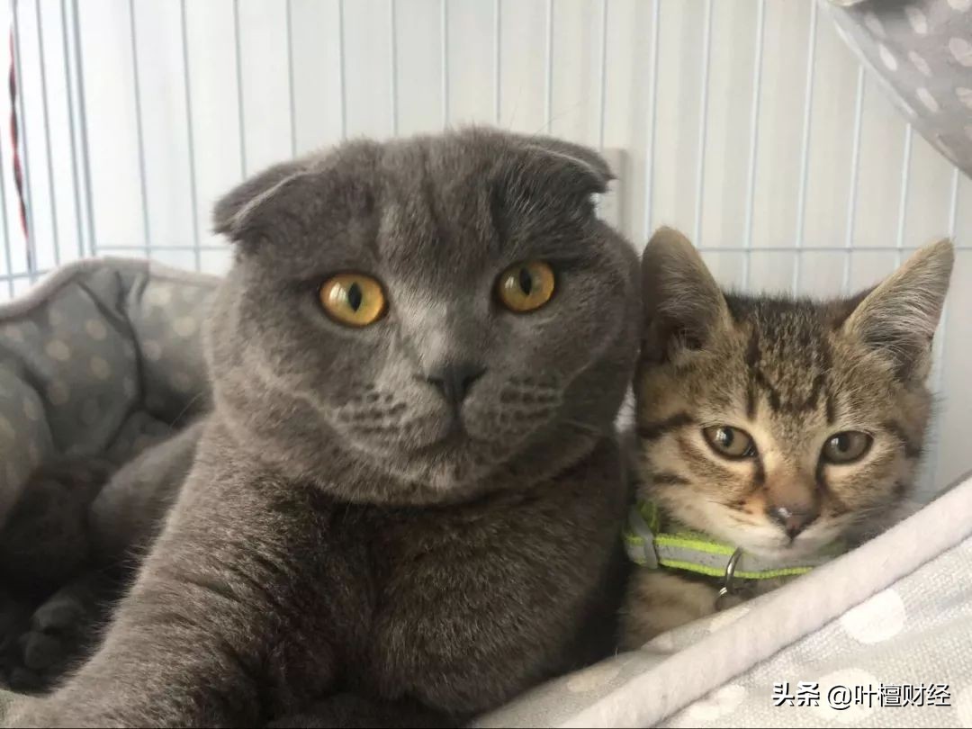 专业投资者需要合格投资者认定吗,合格投资者认定条件包括投资经历