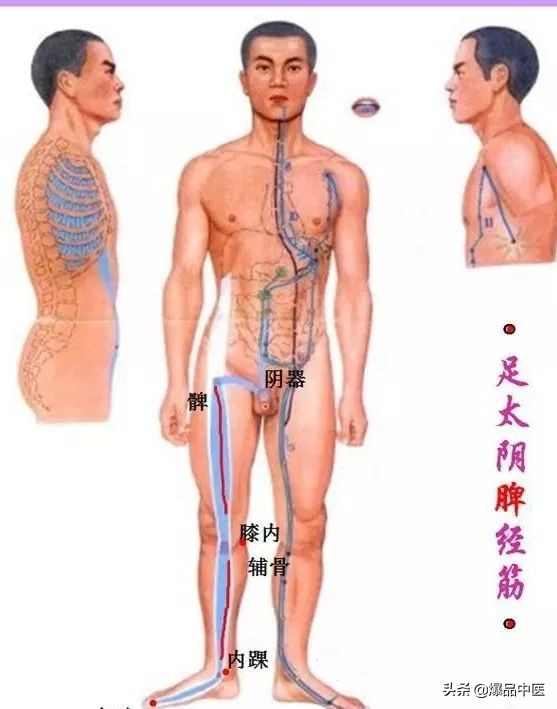 十二经筋连接动态图,十二经筋的图解