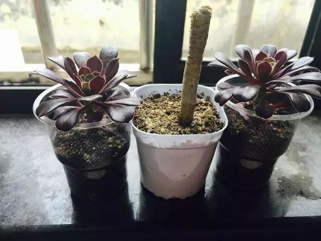 多肉植物种植小课堂,多肉小课堂长寿花