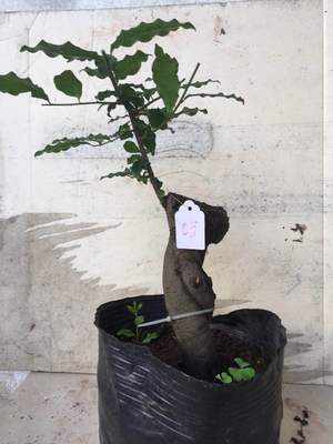 重庆适合养什么盆景,重庆顶级盆景欣赏