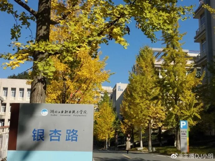 十堰银杏风景区在哪里,十堰银杏景点