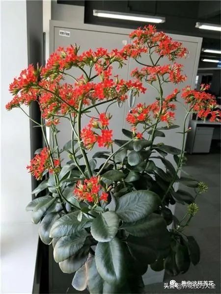 长寿花很多枝头怎么修剪变成老桩,长寿花2年了枝干长成老桩了