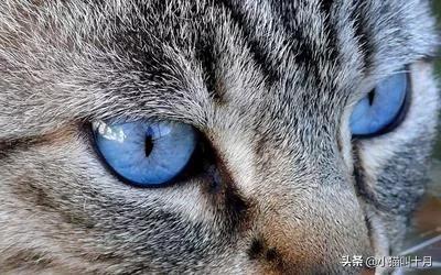 老虎和猫的故事全文,老虎和猫的故事