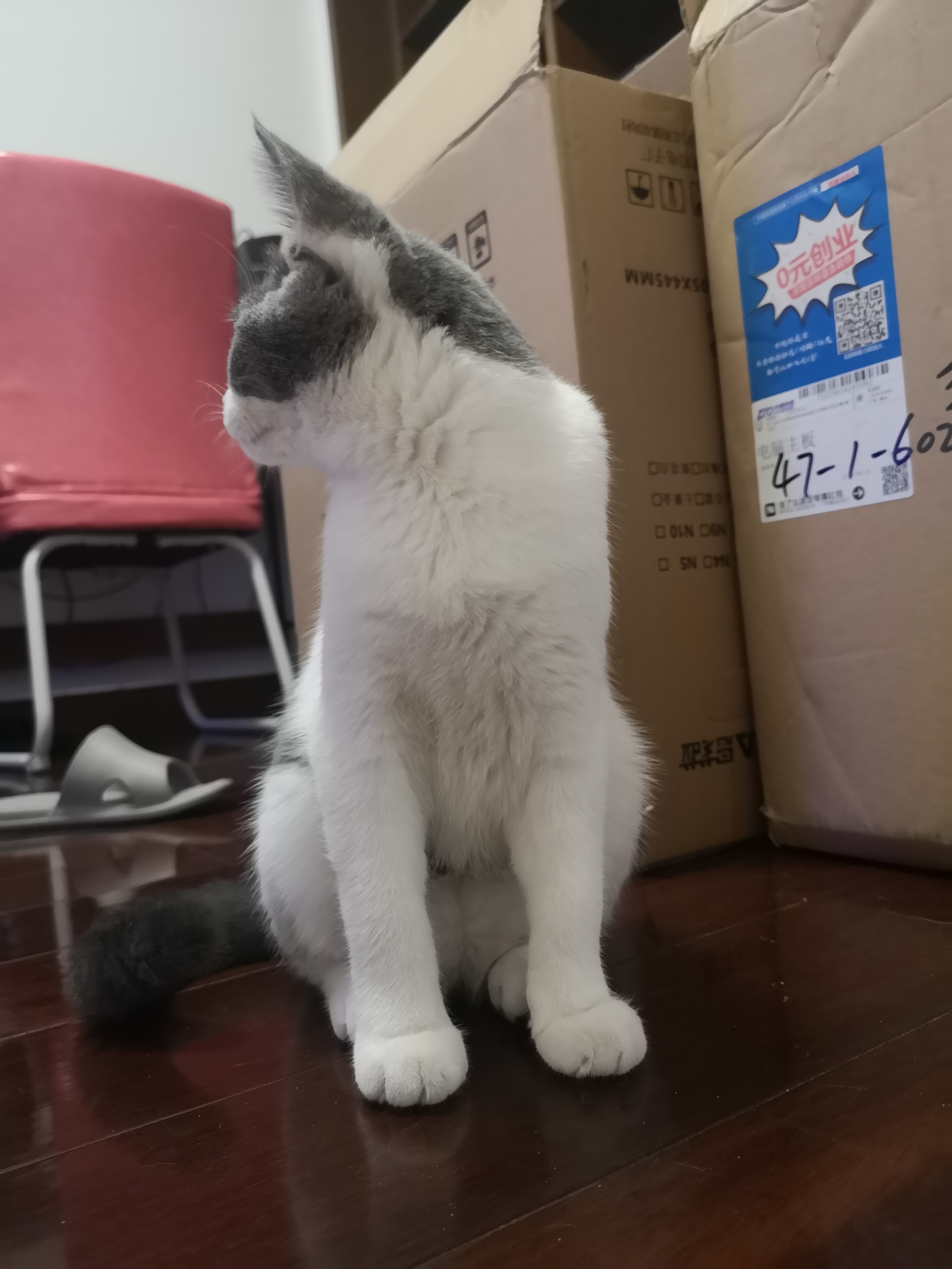 春天来了又到了猫咪繁殖的季节,猫咪繁育的习性