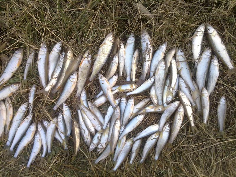 这种鱼哪都有，而且一来就是一大群，吃口又快又猛，别说你没钓过