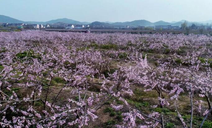 【春游庐江攻略】春暖花开庐江邀您共赴一场灼灼芳华之旅!