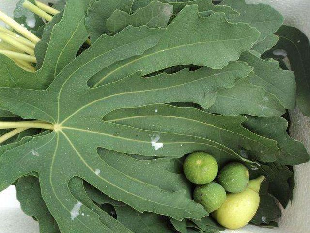 肛门长了个“小肉球”，是痔疮吗？若是痔疮，一片树叶就够了